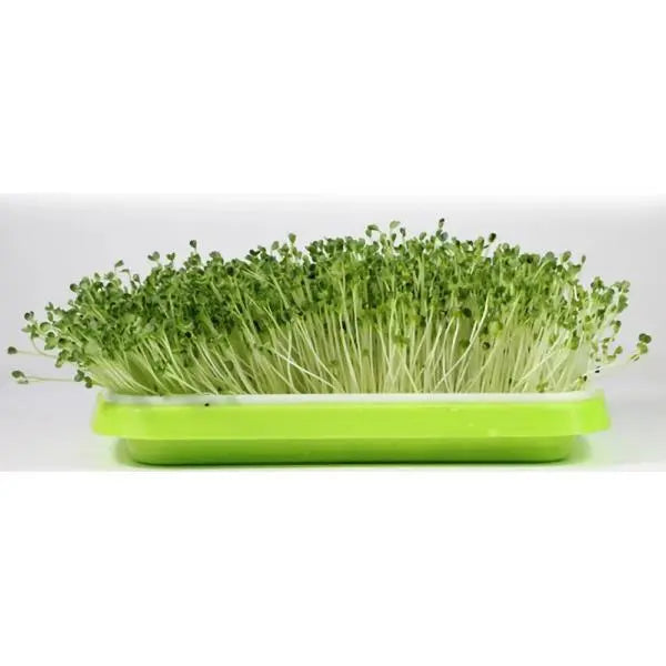 Microgreens Tray - MHB Hydroponics