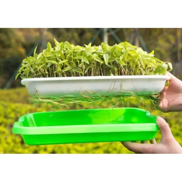 Microgreens Tray - MHB Hydroponics