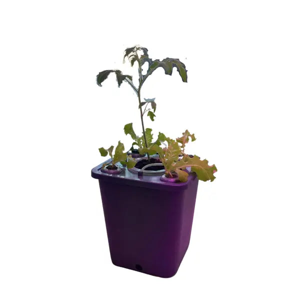 DWC