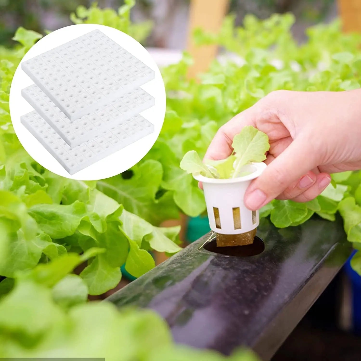 Sponges Sheet (1-inch) MHB Hydroponics
