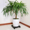 Flower Pot Trolley with Casters – Heavy Duty Plant Stand on Rollers MHB Hydroponics