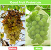 Professional Fruit Protection Bags (10 bags) MHB Hydroponics
