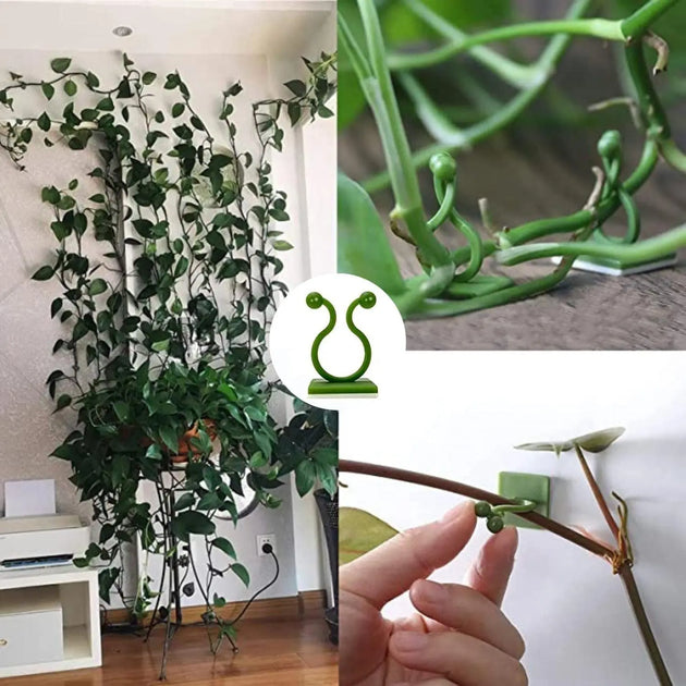 wall climbing indoor plants Climbing Wall Clips – Indoor & Outdoor Vine Plant Support – MHB Hydroponics