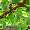 Professional Fruit Protection Bags (10 bags) MHB Hydroponics