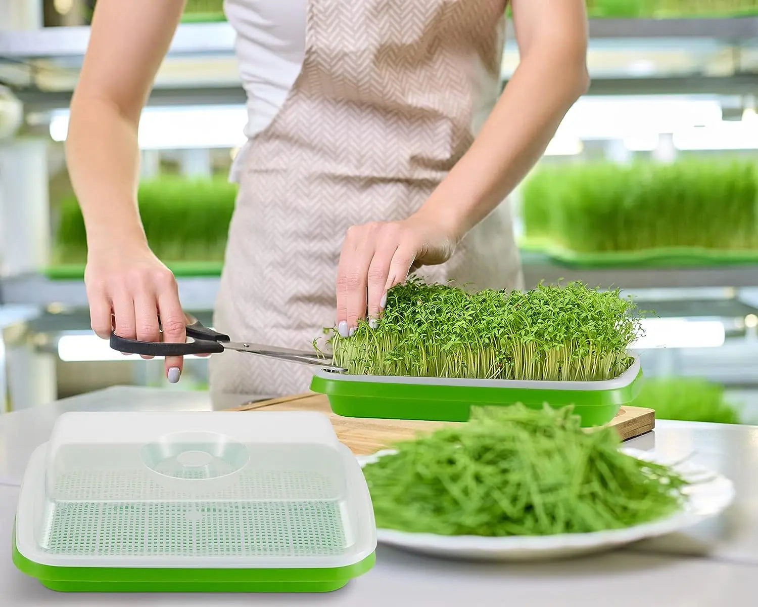 Microgreens Tray with Lid MHB Hydroponics