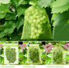 Professional Fruit Protection Bags (10 bags) MHB Hydroponics