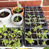 Seed Starter Trays with Humidity Dome MHB Hydroponics