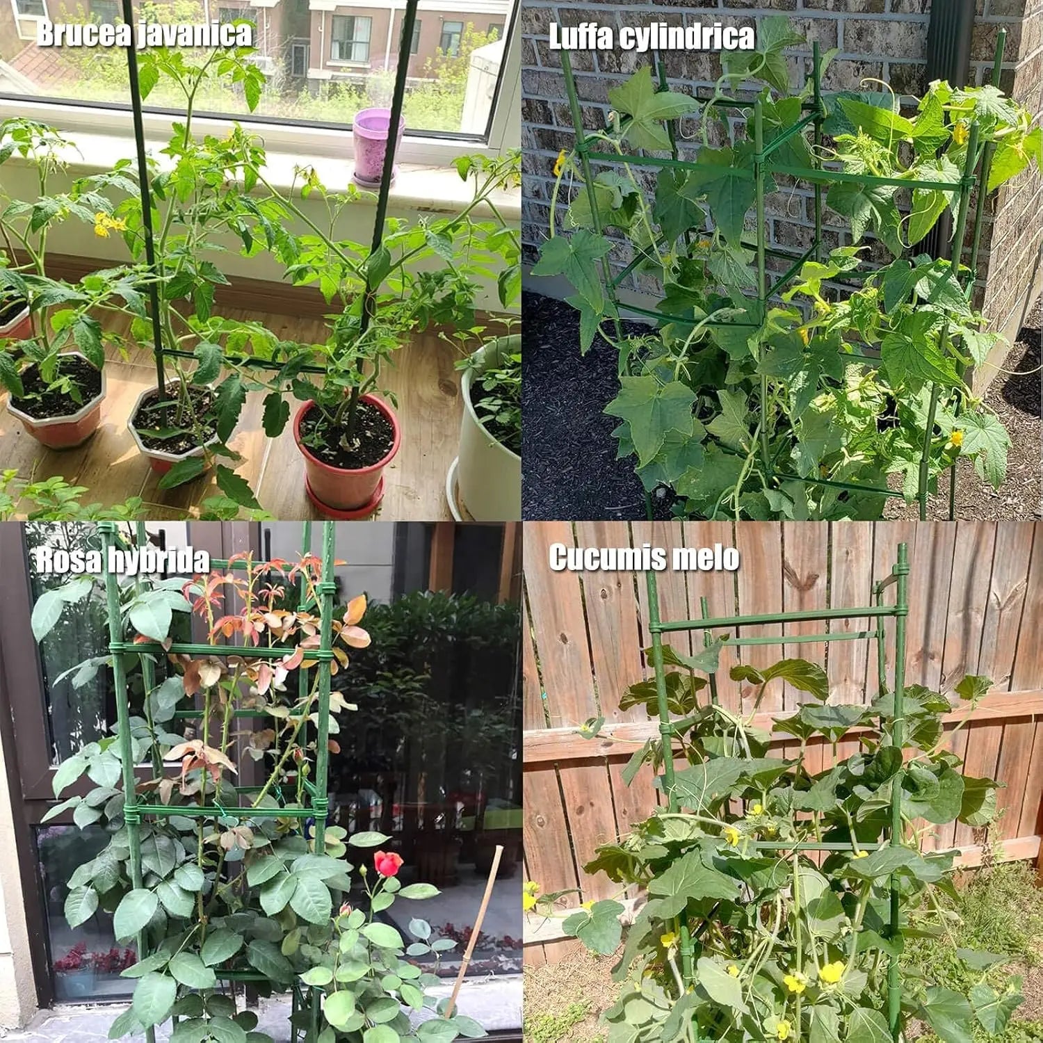 Trellis Stakes Cage for Vertical Climbing Plant Support MHB Hydroponics