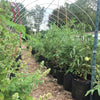 Fabric Growing Bag MHB Hydroponics