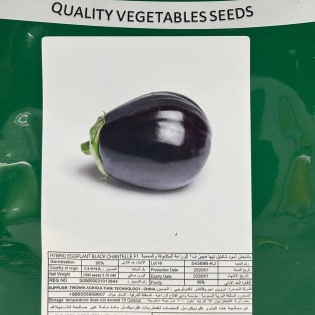 Eggplant Black Chantelle F1 MHB Hydroponics