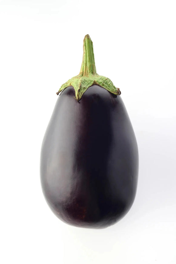 Eggplant Black Chantelle F1 MHB Hydroponics
