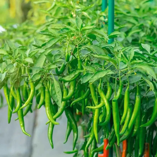 F1 Chilli Hot Pepper Seeds MHB Hydroponics