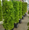 Vertical Tower System - MHB Hydroponics
