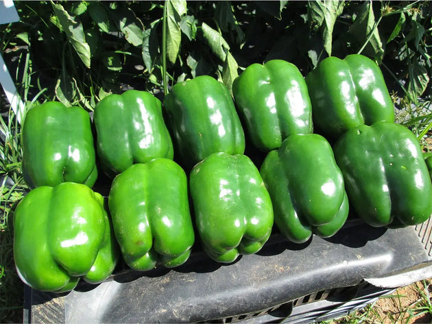 Hybrid Sweet Pepper RUSLAN F1 MHB Hydroponics