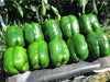 Hybrid Sweet Pepper RUSLAN F1 MHB Hydroponics