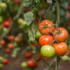 Alyaa Tomato F1 - Erma International Seeds (10 seeds) Erma International Seeds