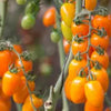 Oringa Cherry Tomato F1 - Erma International Seeds ( 10 seeds) Erma International Seeds