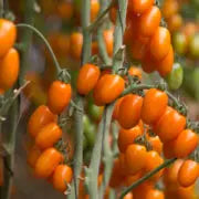 Oringa Cherry Tomato F1 - Erma International Seeds ( 10 seeds) Erma International Seeds
