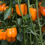 Carmen Sweet Pepper F1 - Erma International Seeds (10 seeds) Erma International Seeds