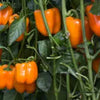 Carmen Sweet Pepper F1 - Erma International Seeds (10 seeds) Erma International Seeds