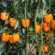 Carmen Sweet Pepper F1 - Erma International Seeds (10 seeds) Erma International Seeds