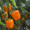 Carmen Sweet Pepper F1 - Erma International Seeds (10 seeds) Erma International Seeds