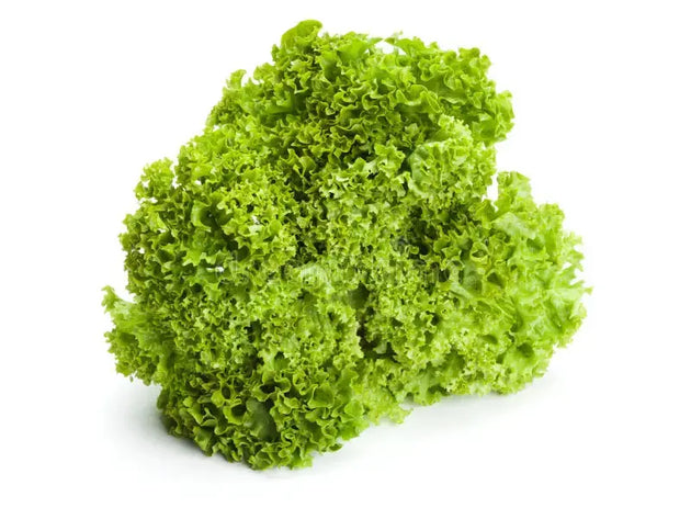 Jokary Lollo Biondo Lettuce Seeds Enza Zaden