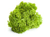 Jokary Lollo Biondo Lettuce Seeds Enza Zaden