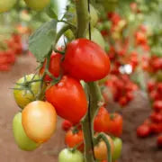 Rainy Cherry Tomato F1 - Erma International Seeds (10 seeds) Erma International Seeds
