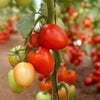 Rainy Cherry Tomato F1 - Erma International Seeds (10 seeds) Erma International Seeds