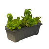 Grow Kit MHB Hydroponics