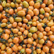 Oringa Cherry Tomato F1 - Erma International Seeds ( 10 seeds) Erma International Seeds