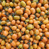 Oringa Cherry Tomato F1 - Erma International Seeds ( 10 seeds) Erma International Seeds