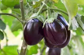 Sure Eggplant F1 - Erma International Seeds ( 20 seeds) Erma International Seeds