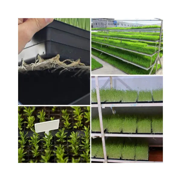Seeding Tray with Holes MHB Hydroponics