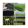 Seeding Tray with Holes MHB Hydroponics