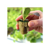 Rockwool Cubes Set (128 pcs) - MHB Hydroponics
