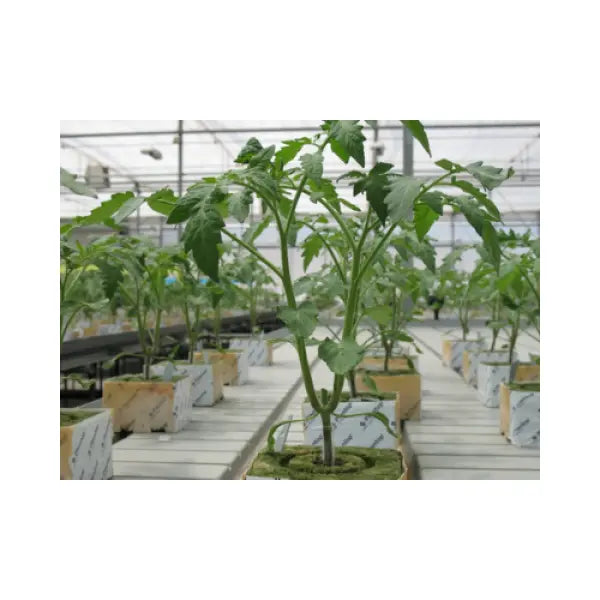 Rockwool Block (10x10x10cm) MHB Hydroponics