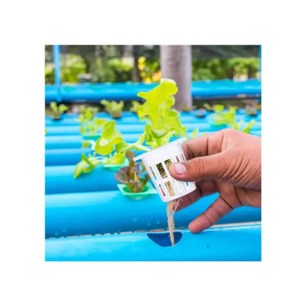 Net Pots White MHB Hydroponics