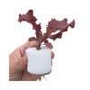 Planting Growing Sponges (20pcs) MHB Hydroponics
