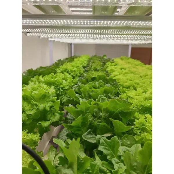 T8 Grow Light - MHB Hydroponics