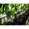 DWC Buckets - MHB Hydroponics