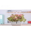 Indoor White Hydroponics Growing System (12 pods) MHB Hydroponics
