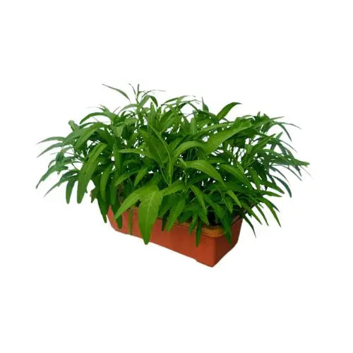 Grow Kit MHB Hydroponics