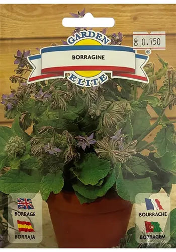 BORAGE - Galassi Sementi MHB Hydroponics