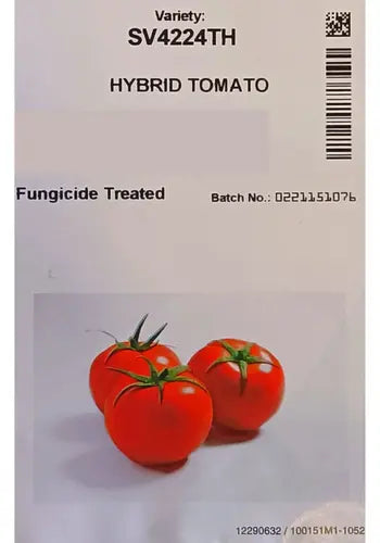 Hybrid Tomato (SV4224TH) F1 - Seminis Seeds (10 seeds) MHB Hydroponics