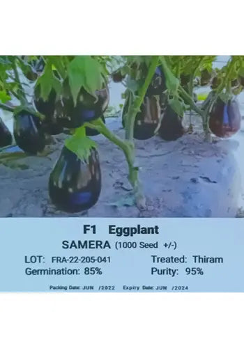 Samera Eggplant F1 - Vegrow (10 seeds) MHB Hydroponics