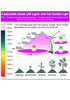 Clamp Grow Light (4 Lights + Remote Control) MHB Hydroponics
