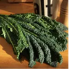 Italian Kale - Toscana/Black Tuscan MHB Hydroponics